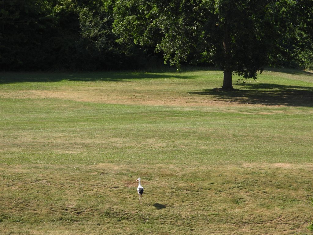 Ein Storch steht auf einer grünen Wiese mit einem Baum im Hintergrund.
