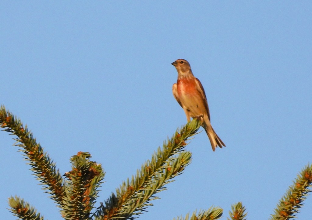 Ein Vogel sitzt auf einem Zweig eines Nadelbaums vor blauem Himmel.