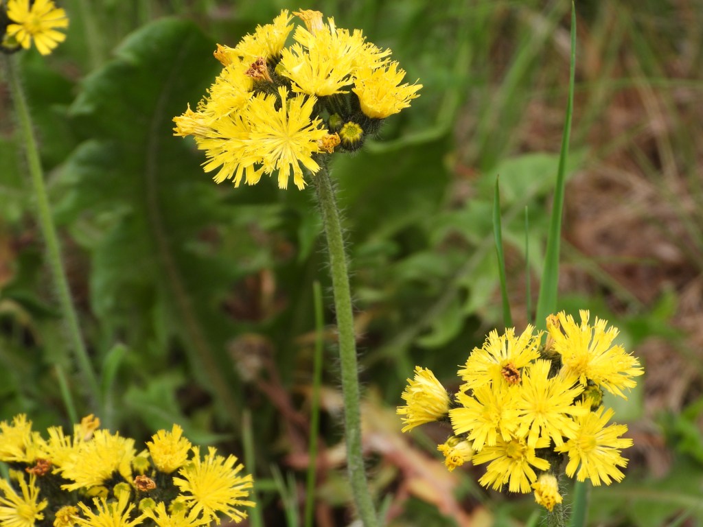 Nahaufnahme von gelben Blüten mit grünem Laub im Hintergrund.