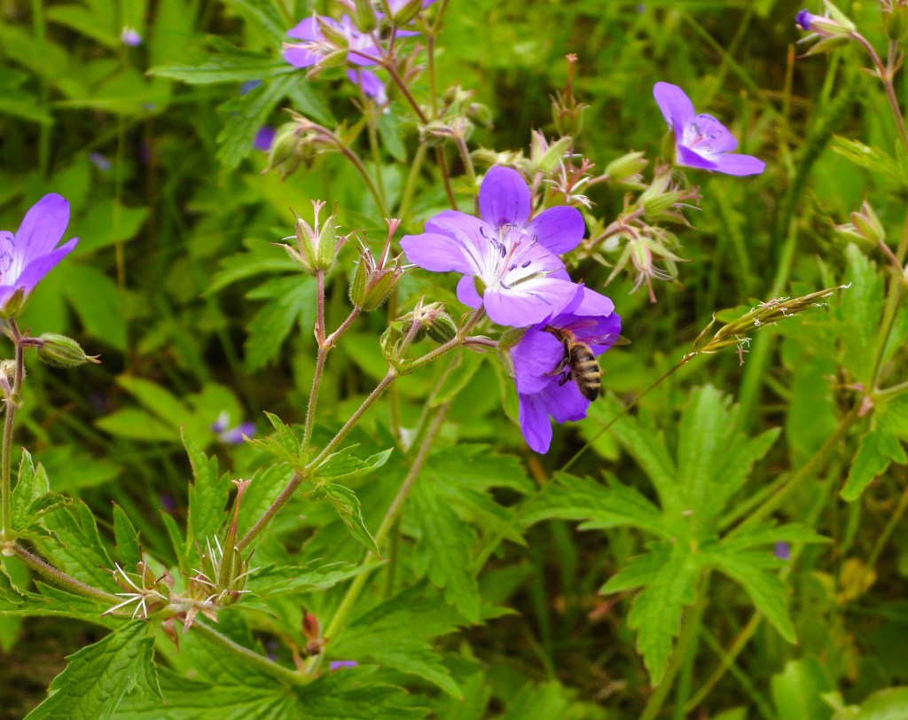 Eine Biene sitzt auf einer blühenden lila Blume, umgeben von grünen Blättern und weiteren lila Blüten in einer natürlichen Umgebung.