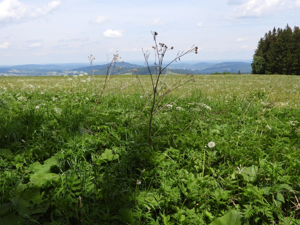 Eine weitläufige Wiese mit hohem Gras und Wildblumen, im Hintergrund sanfte Hügel und Wälder unter einem wolkigen Himmel.