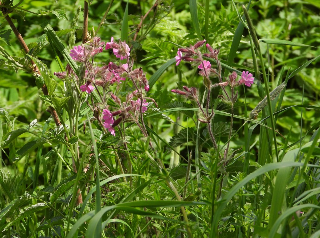 Wilde Blumen mit pinken Blüten in einer grünen Wiese.