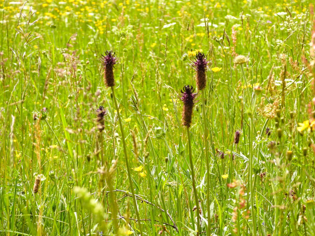 Ein blühendes Wiesengebiet mit verschiedenen Pflanzen, darunter lila Blütenstöcke und gelbe Blumen. Die Wiese ist üppig und grün, mit einer Vielzahl von Grasarten.