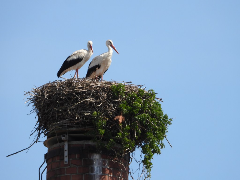 Zwei Störche stehen auf einem Nest auf einem Schornstein, vor einem klaren blauen Himmel.