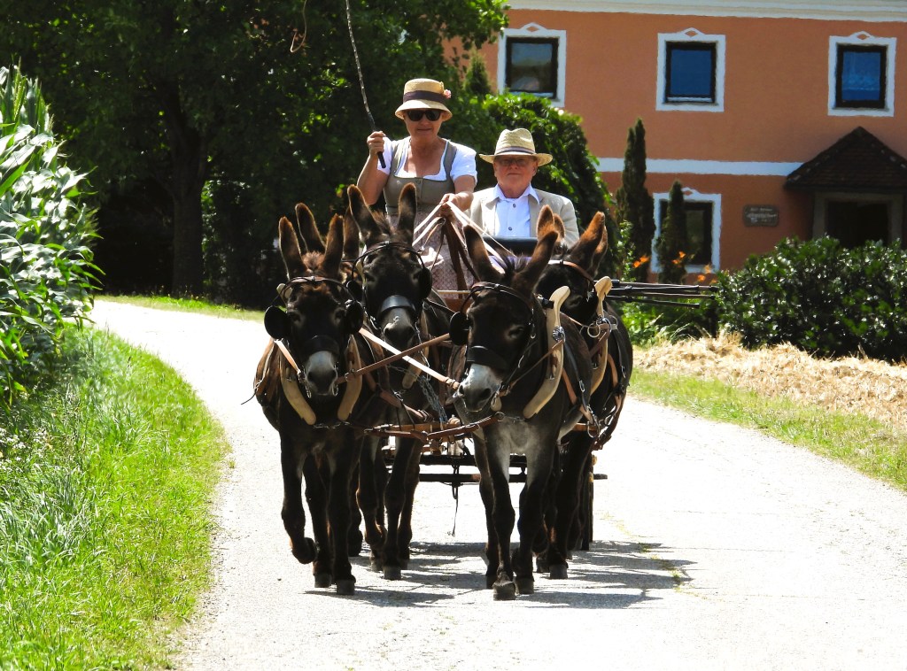 Zwei Personen fahren in einer Kutsche, die von Eseln gezogen wird, auf einem kurvenreichen Weg entlang von grüner Vegetation und einem Gebäude im Hintergrund.