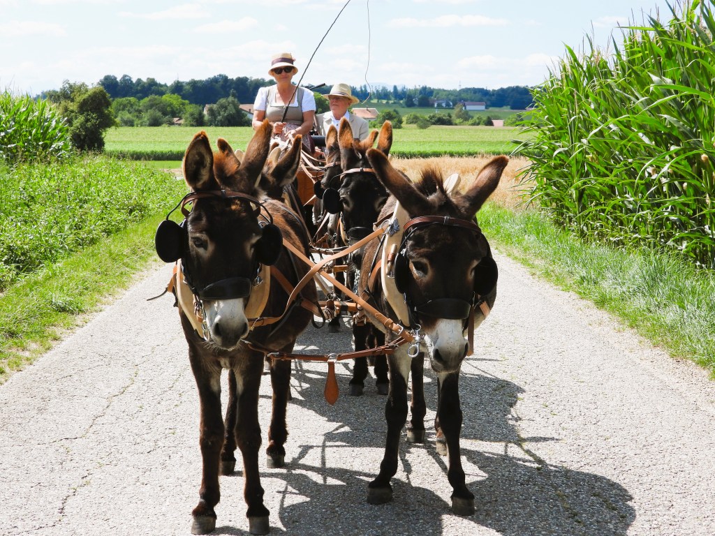 Zwei Eselfohlen ziehen eine kleine Kutsche auf einem Feldweg, während eine Frau und ein Kind sie lenken. Im Hintergrund sind grüne Felder und Bäume zu sehen.