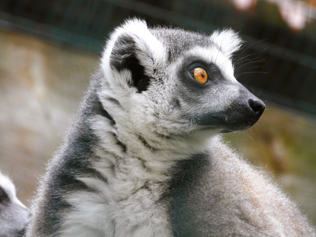 Nahaufnahme eines Ringelschwanz-Lemurs mit auffälligen orangefarbenen Augen und grau-weißer Fellzeichnung.