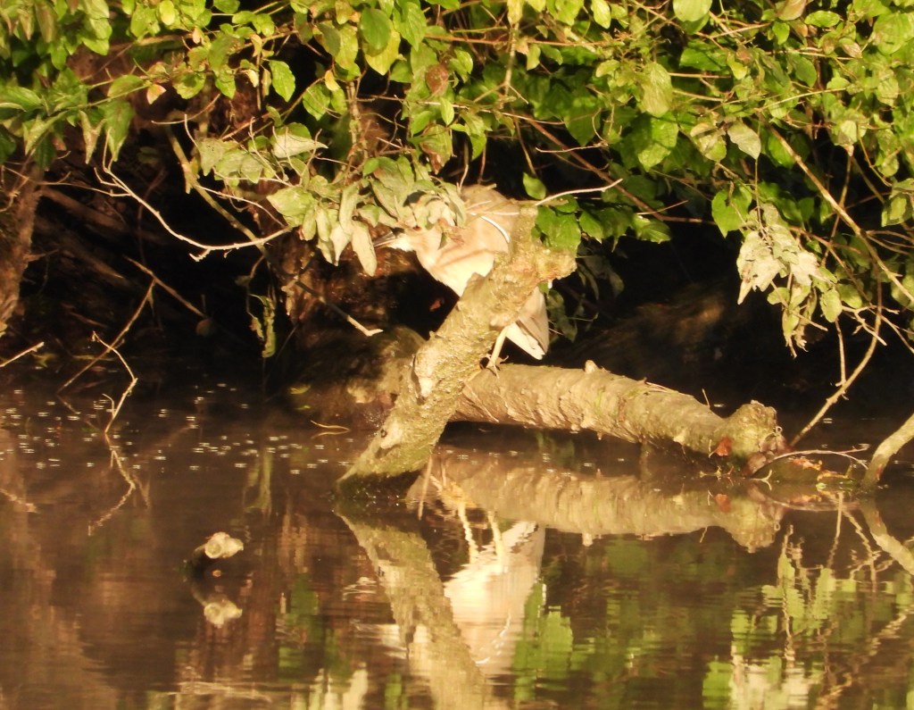 Ein Vogel sitzt auf einem Baumstamm über einem ruhigen Gewässer, umgeben von grünen Blättern und Reflektionen im Wasser.