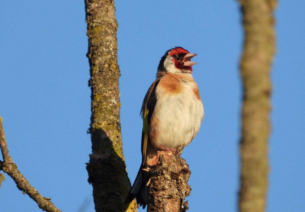 Ein Goldfinch sitzt auf einem Ast und singt vor einem blauen Himmel.
