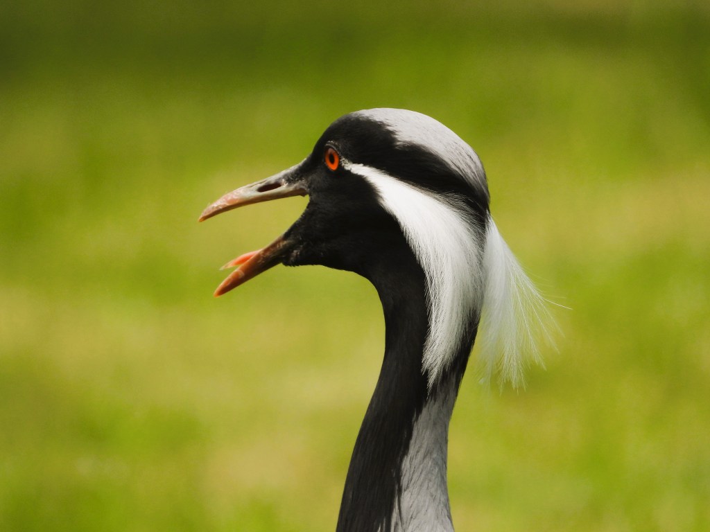 Seitenansicht eines Schreitvogels mit auffälligem schwarzem Gefieder und weißen Federn auf dem Kopf, der den Schnabel geöffnet hat.