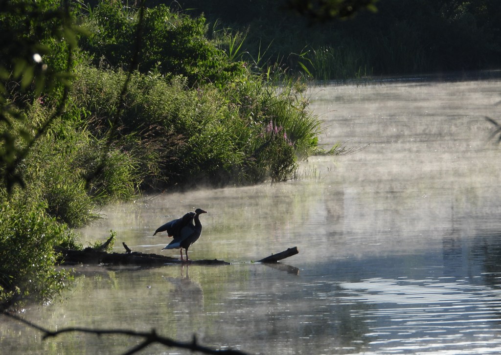 Ein Vogel steht auf einem Baumstamm am Ufer eines ruhigen Gewässeres, umgeben von nebligem Dunst und grünen Pflanzen. Der Morgennebel verschleiert teilweise die Szenerie.