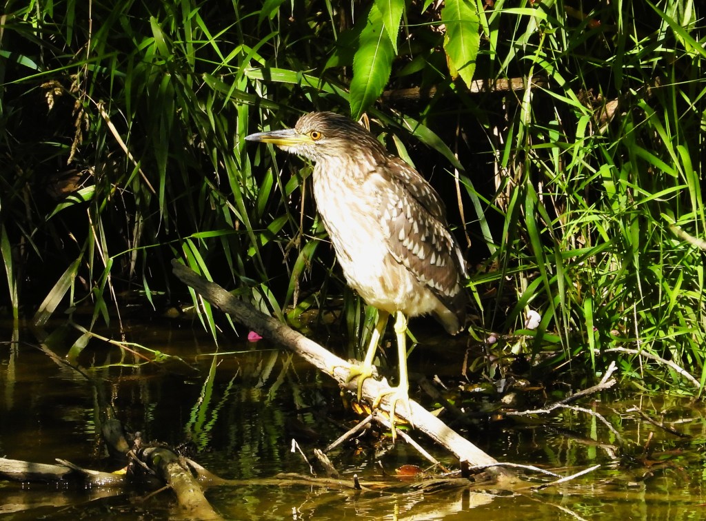 Ein Vogel steht auf einem Ast am Ufer eines Gewässers, umgeben von grünen Gräsern und Pflanzen.