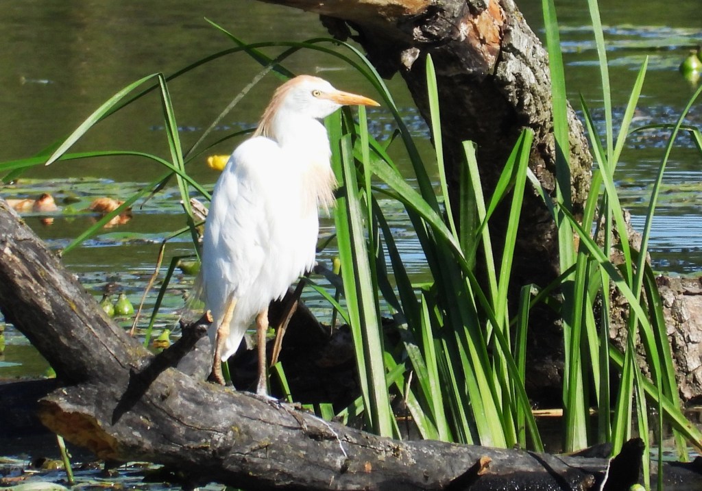 Ein Storchenvogel steht auf einem Baumstamm in einer natürlichen Umgebung mit grünem Schilf und Wasser im Hintergrund.