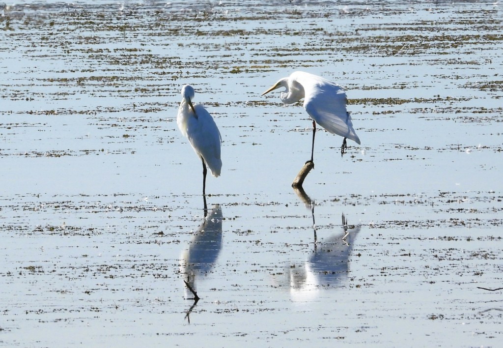 Zwei weiße Reiher stehen im seichten Wasser, während der eine auf einem Bein balanciert. Ihre Spiegelungen sind auf der Wasseroberfläche sichtbar.