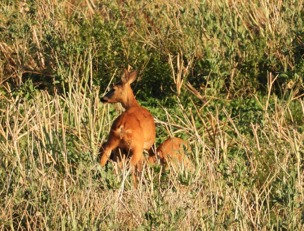 Reh in einer Wiese mit hohem Gras, von hinten zu sehen.