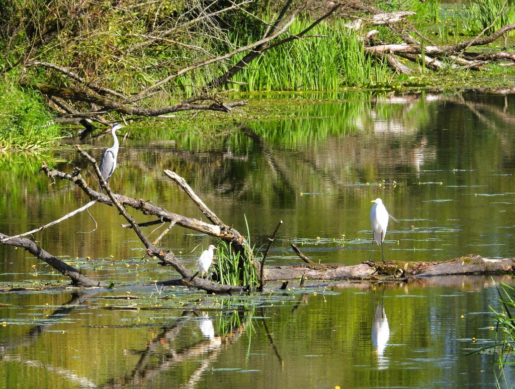 Ein Graureiher und ein weißer Reiher stehen auf Ästen über einem ruhigen Gewässer, umgeben von üppiger grüner Vegetation.