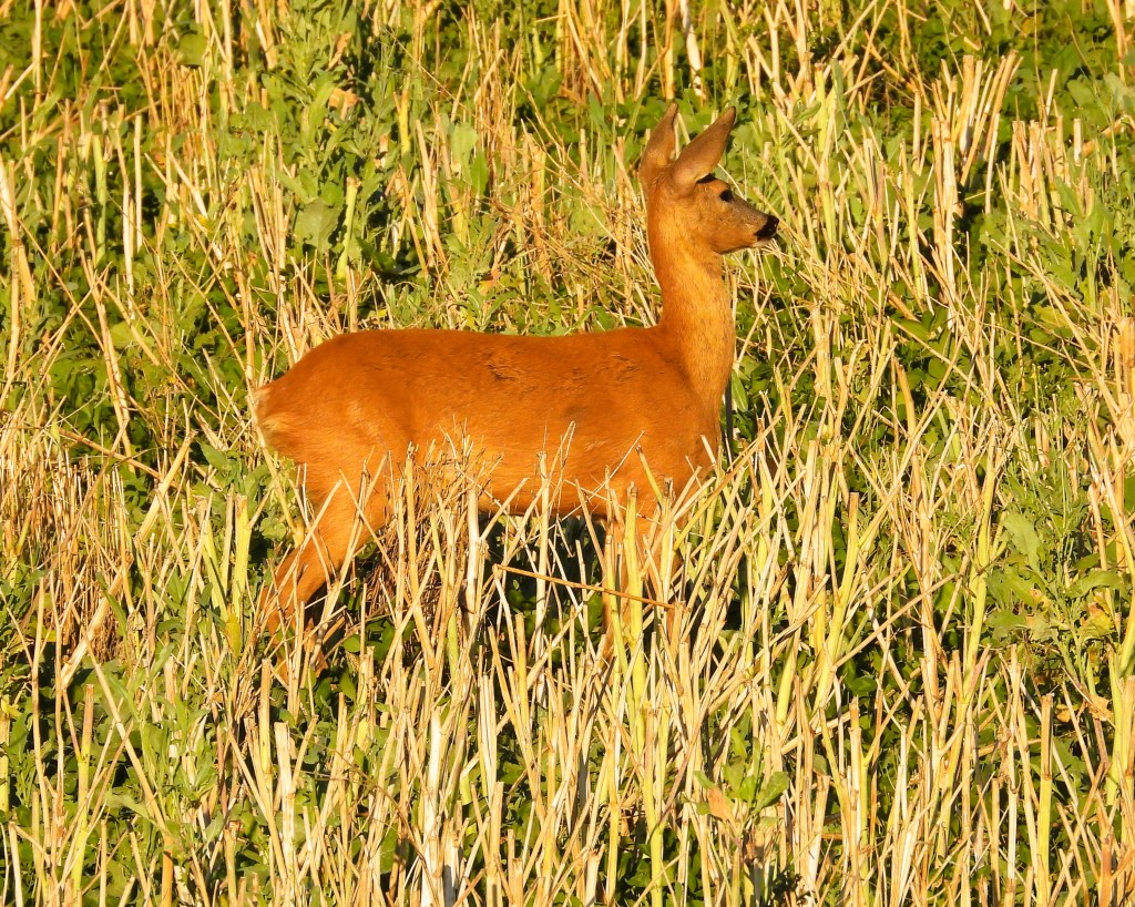 Ein Reh steht in einem Feld mit hohen, trockenen Pflanzen.