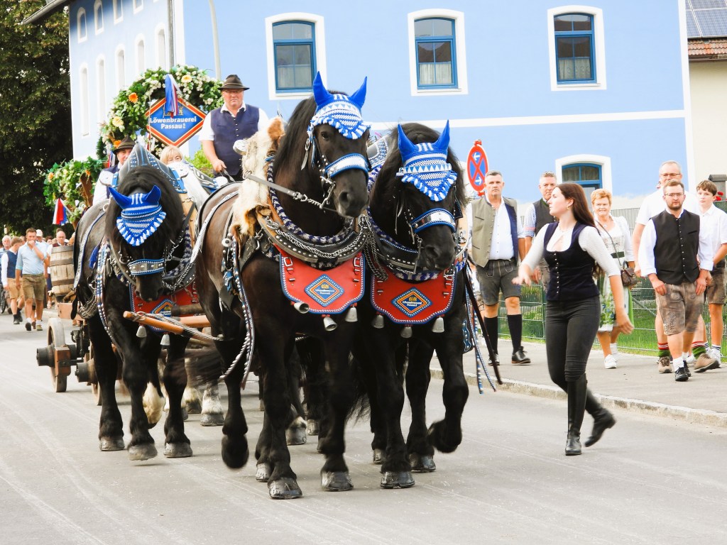 Zwei prächtige schwarze Pferde mit blauen Hauben ziehen eine Kutsche während einer festlichen Parade, umgeben von Zuschauern in traditioneller Tracht.