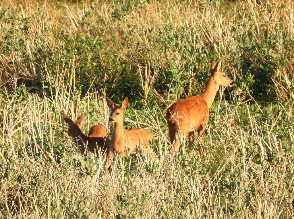 Drei Rehe stehen in einem grasbewachsenen Feld, umgeben von hohen Gräsern und Pflanzen.