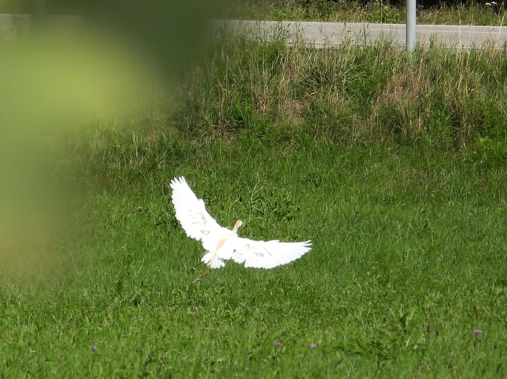 Ein weißer Vogel mit ausgebreiteten Flügeln fliegt über eine grüne Wiese.