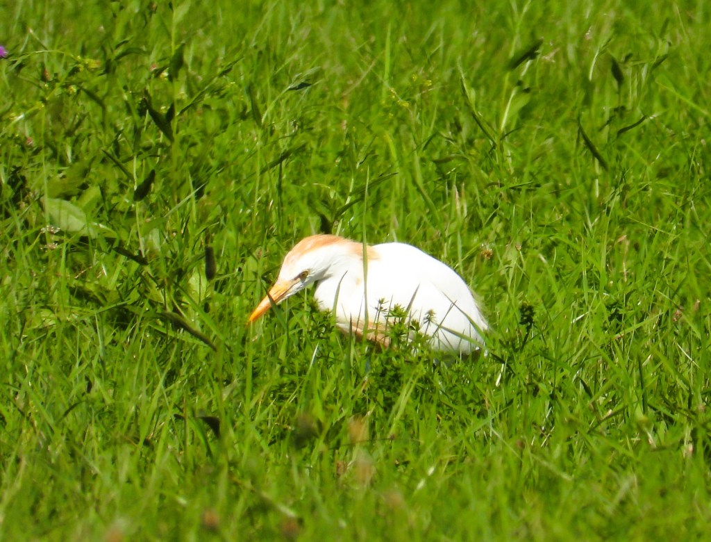Ein weißer Vogel mit orangefarbenem Kopf sitzt im grünen Gras.