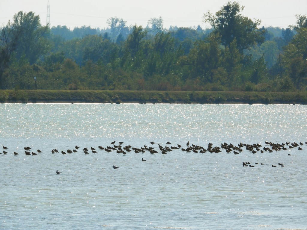 Eine Gruppe von Vögeln schwimmt auf einem glitzernden Gewässer im Hintergrund von Bäumen und Krautland.