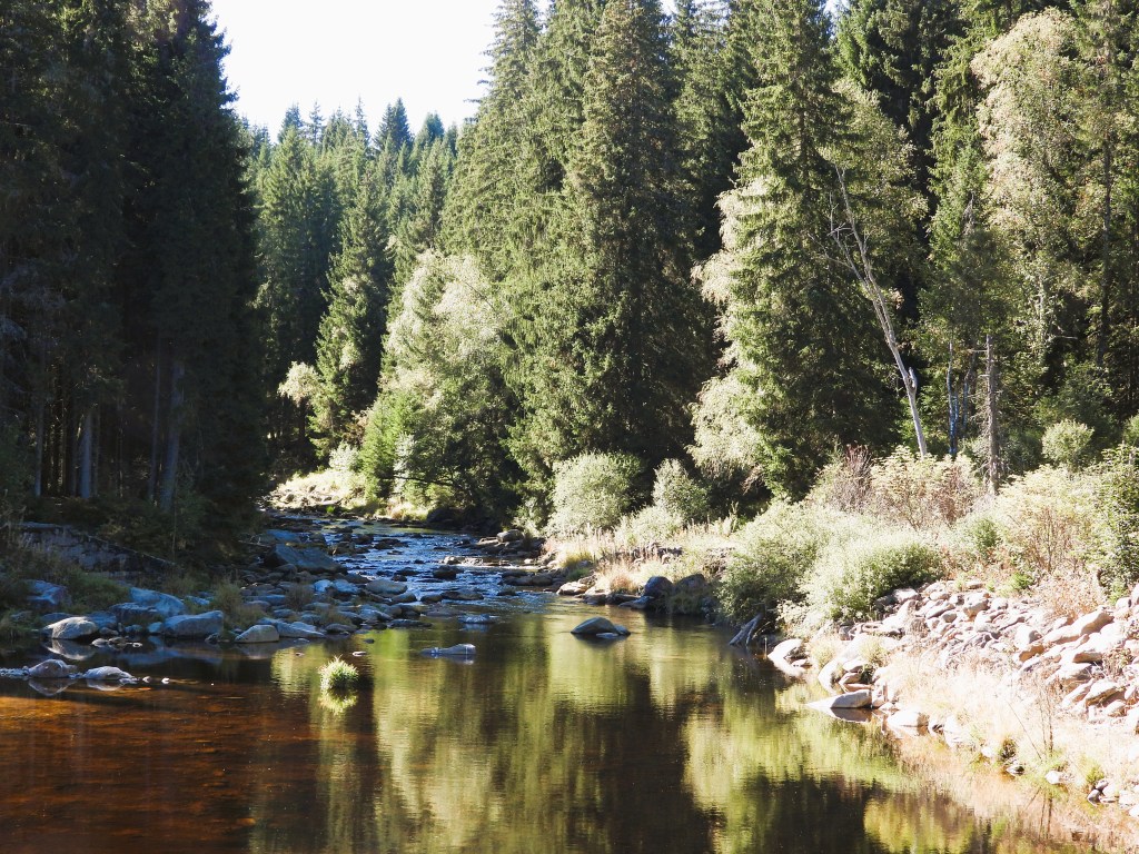 Ein ruhiger Fluss, umgeben von hohen Bäumen und üppigem Grün, reflektiert die Natur auf der Wasseroberfläche.