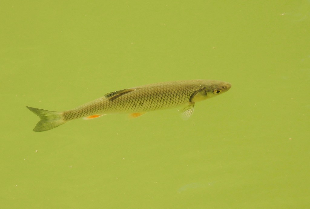 Ein Fisch schwimmt in grünem Wasser.