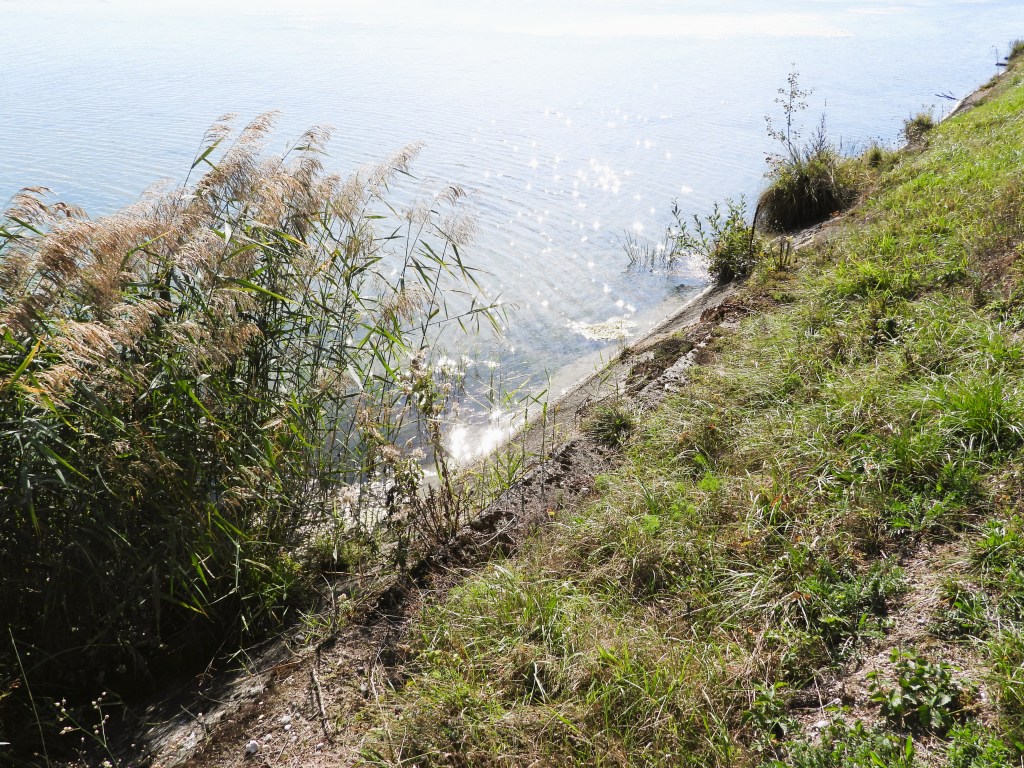Ufer eines Gewässers mit Schilfrohr und Gras im Vordergrund, spiegelndes Wasser im Hintergrund.