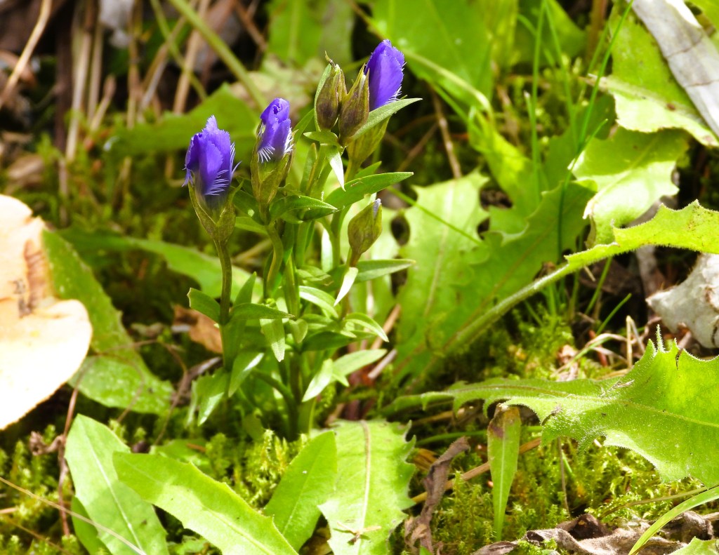 Eine Gruppe von lila Blüten mit grünen Blättern, die in einer natürlichen Umgebung auf einem moosbedeckten Boden wachsen.