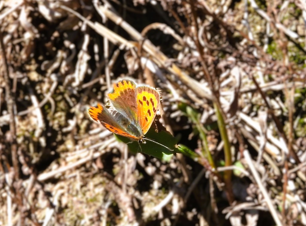 Ein Schmetterling mit orangefarbenen und braunen Flügeln sitzt auf einem Blatt in einer natürlichen Umgebung.