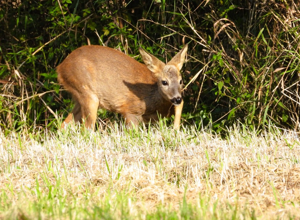 Ein Reh steht auf einer Wiese, umgeben von Gras und Büschen.