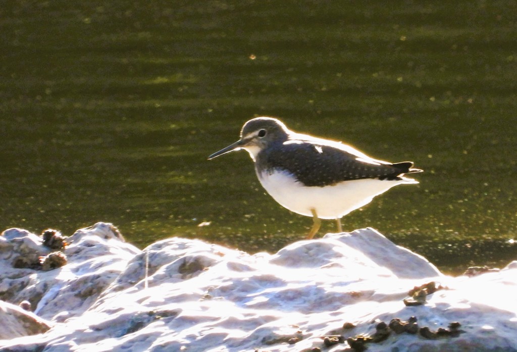 Ein kleiner Vogel steht auf einem felsigen Ufer im Sonnenlicht, mit einem glitzernden Wasserhintergrund.