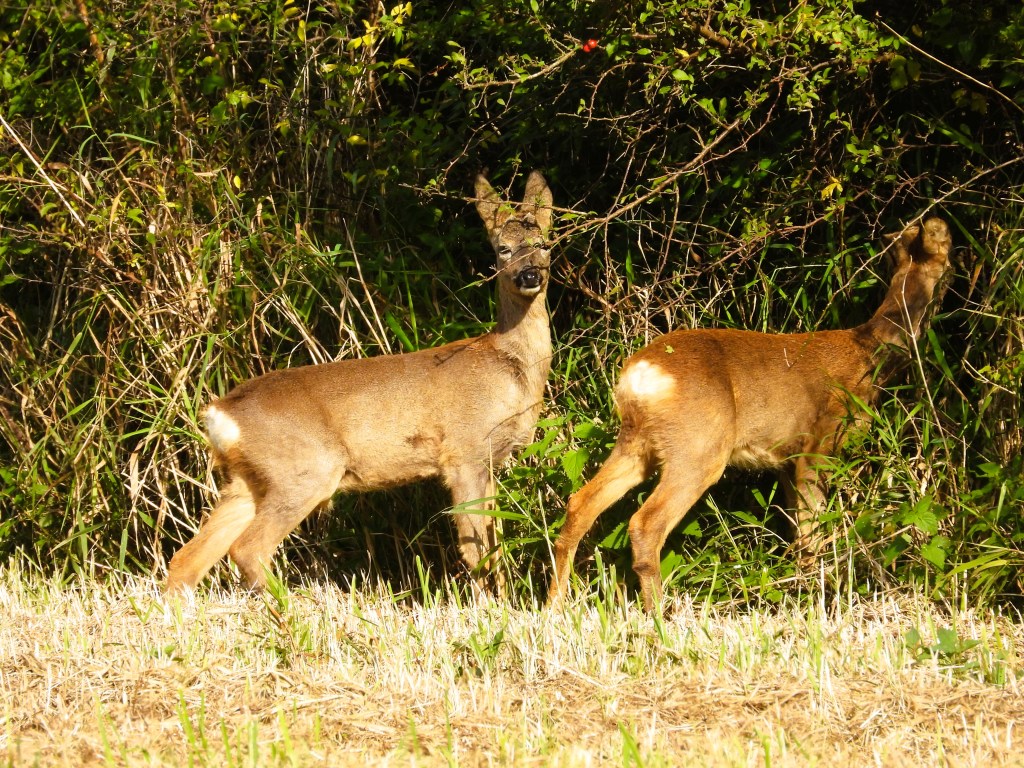 Zwei Rehe stehen in einer bewaldeten Umgebung, umgeben von dichtem Grün.
