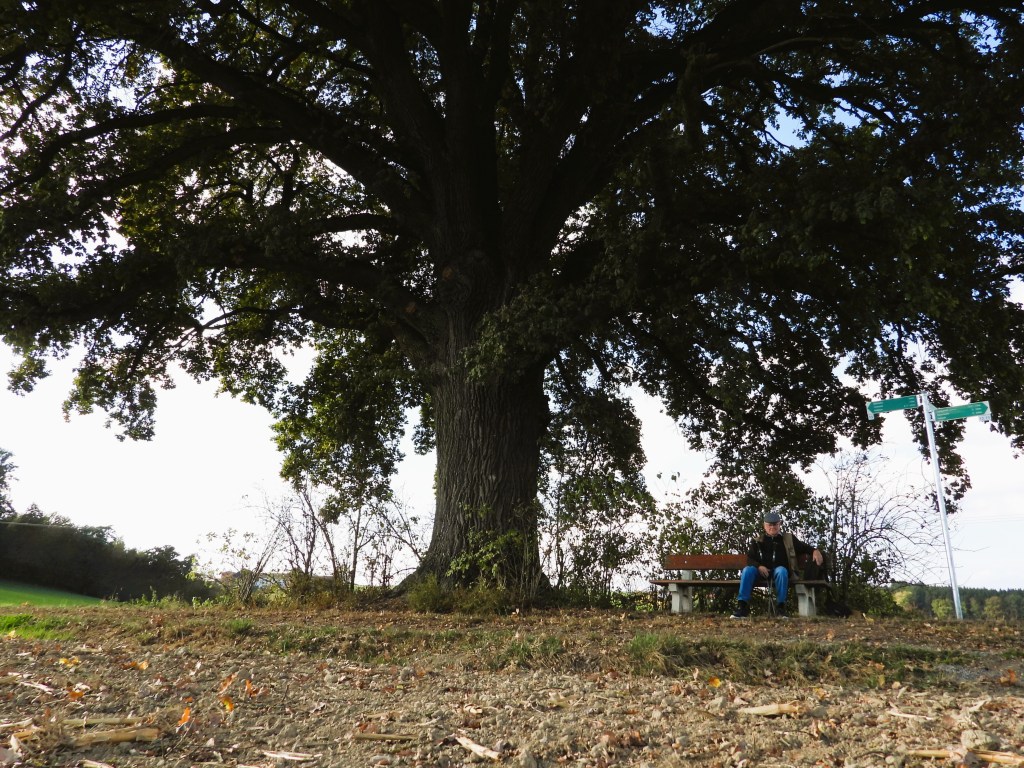 Ein großer Baum mit weit ausladenden Ästen, unter dem eine Person auf einer Bank sitzt. Im Hintergrund sind eine Wegweiser und eine ländliche Umgebung zu sehen.