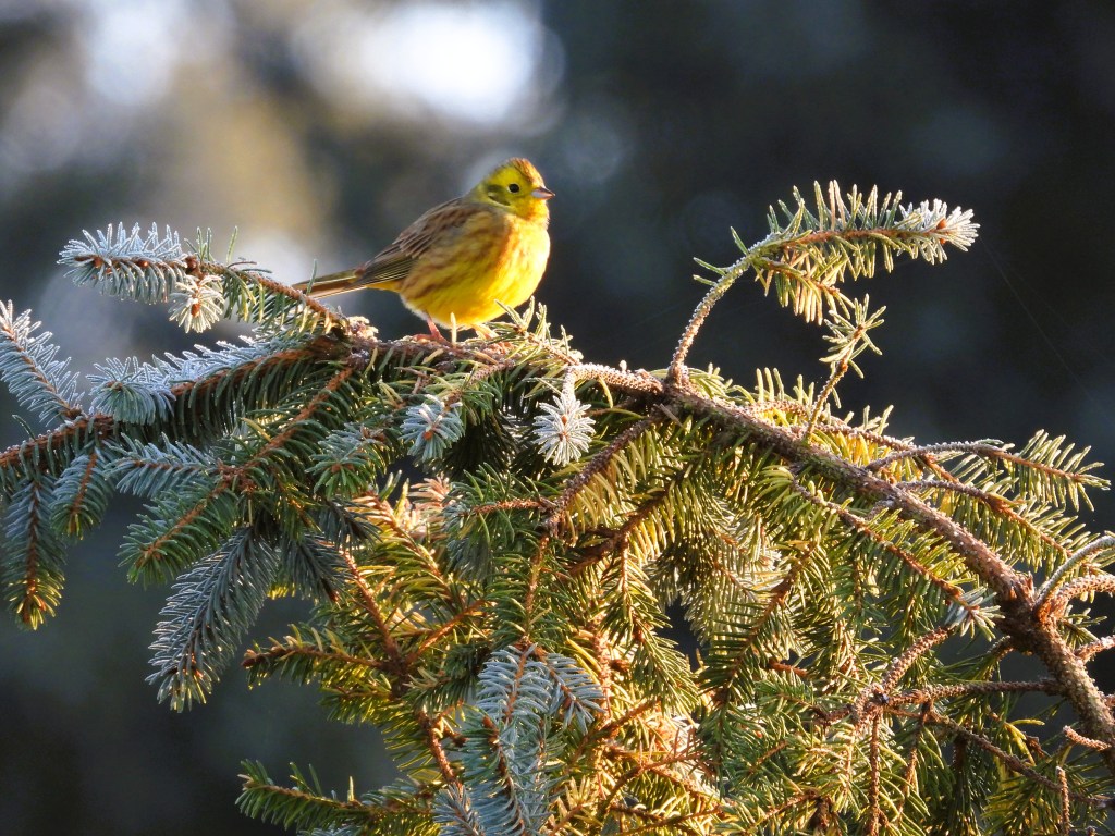 Ein gelber Vogel sitzt auf einem mit Raureif bedeckten Zweig einer Nadelbaum.