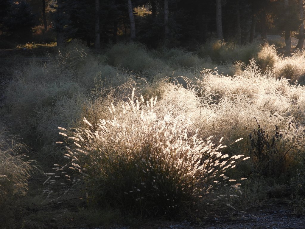 Helles Gras im Morgenlicht in einem Waldgebiet.