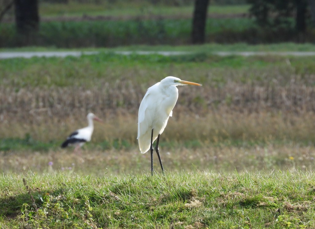 Ein großer weißer Vogel steht auf einem grünen Hügel, während ein Storch im Hintergrund sichtbar ist.
