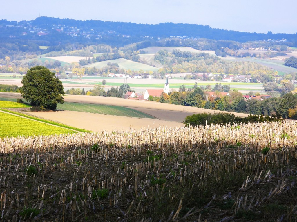 Eine ländliche Landschaft mit einem Kornfeld im Vordergrund, das von einem Baum und sanften Hügeln umgeben ist. Im Hintergrund sind Felder und kleine Gebäude sowie eine Kirche sichtbar.