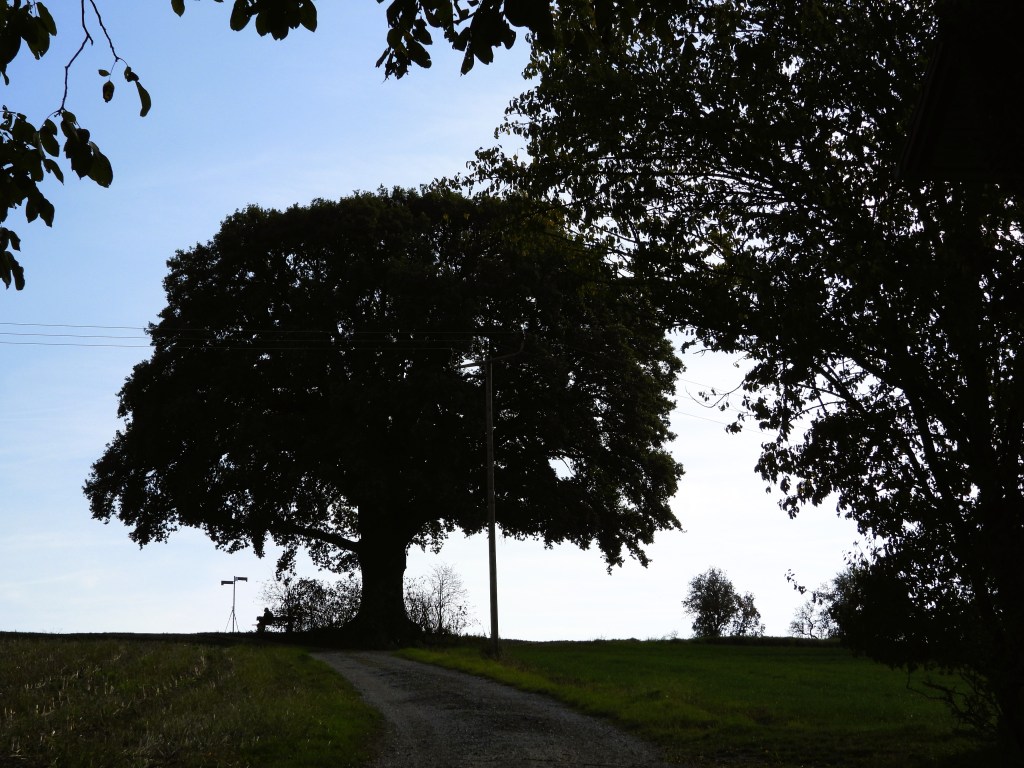 Silhouette eines großen Baumes, vor einem hellen Himmel, mit einem Schotterweg, der sich durch eine grüne Landschaft schlängelt.