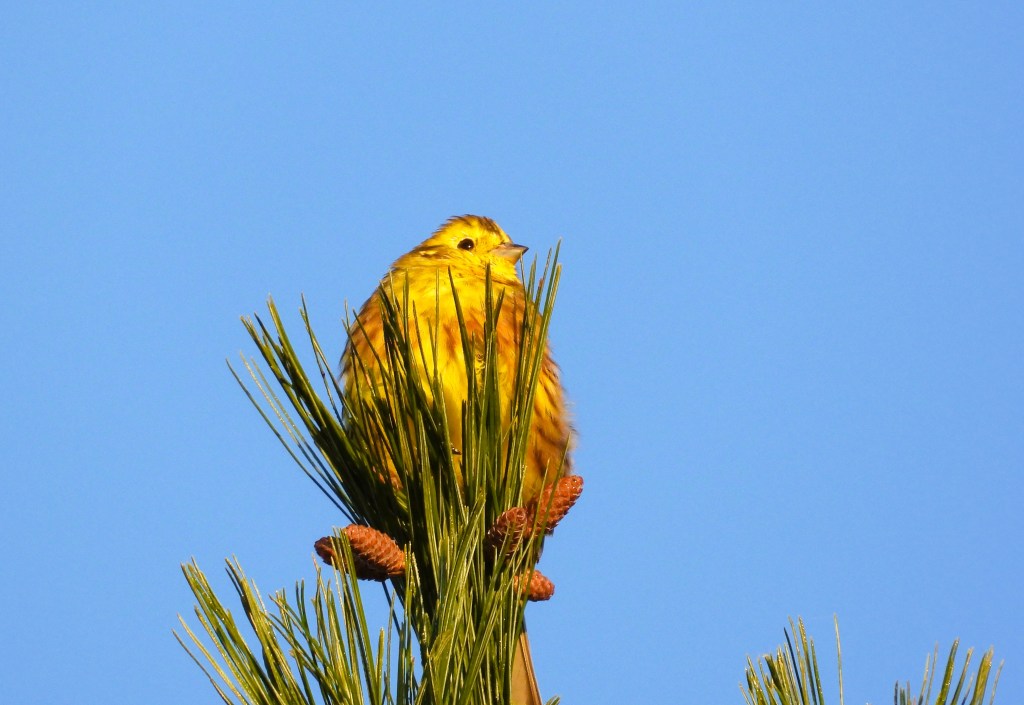 Ein gelber Vogel sitzt auf der Spitze eines Nadelbaums vor einem klaren blauen Himmel.